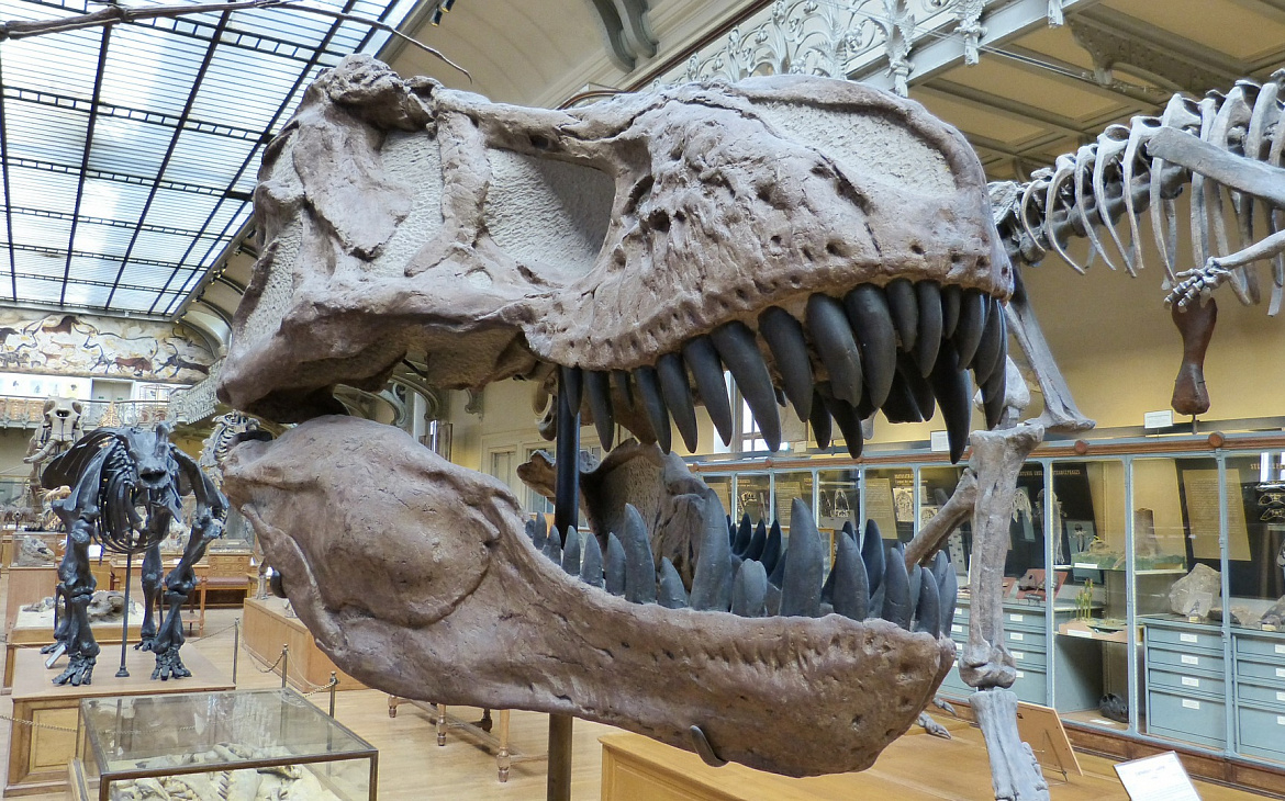 Прогулянка з динозаврами: 5 захопливих музеїв світу