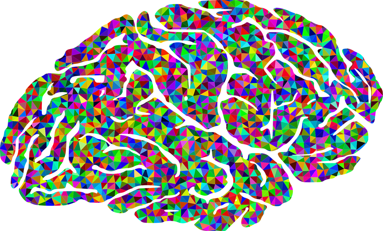 кольорове зображення мізків